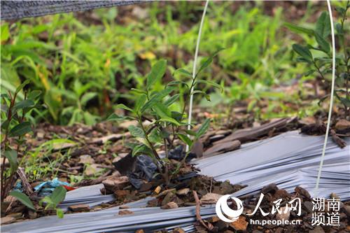 ����Ҷһ�š����硣������