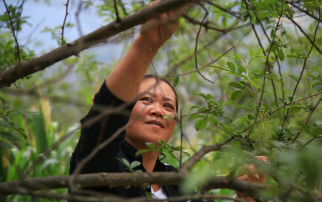 �Ĵ�����ɽ��ƶ������������