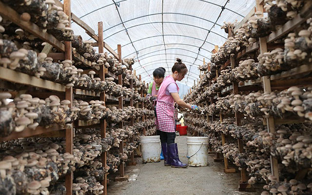 Ⱥ���ڷ�ƶ��������㹽