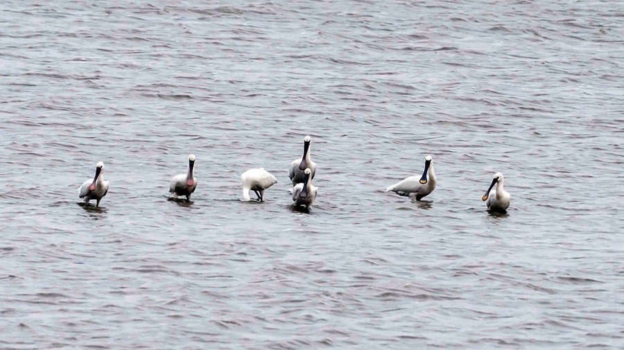 �������غͰ���������̲Ϳ����ʳ����Ϸ��֣������