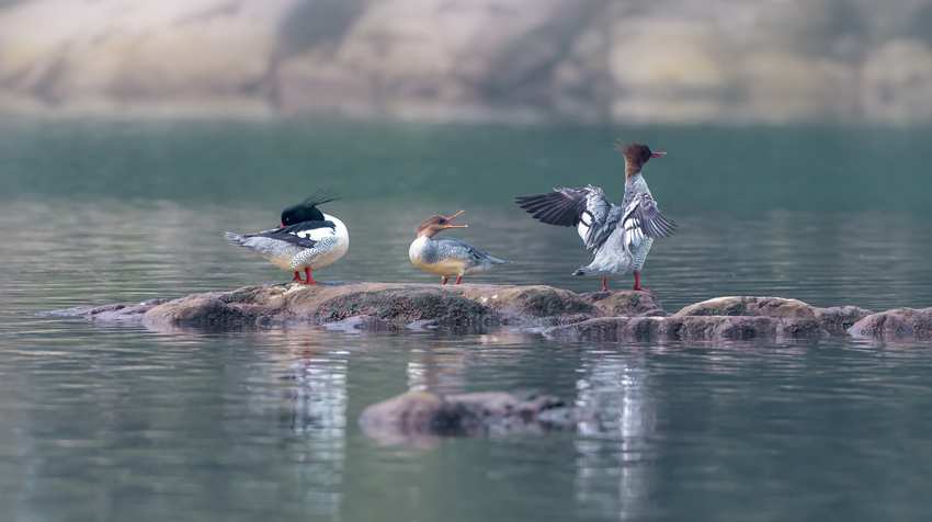 �л���ɳѼ���ƹ�����