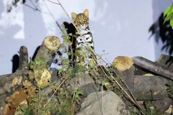 Ұ����è�������ϸ��蹱ɽ�ٻ���塣������