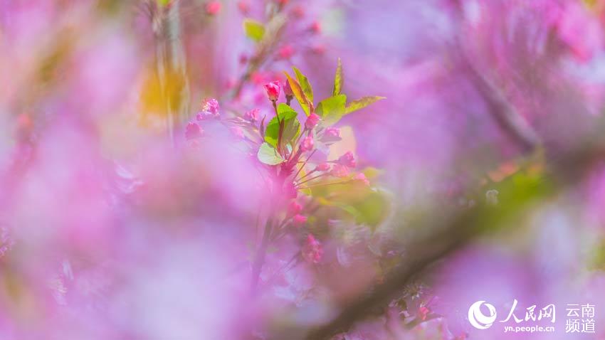 �ƴ�У԰��Ⱥ�����ޡ�������