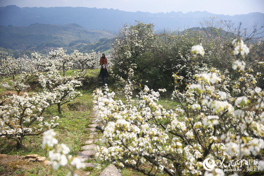 �����������山�����ţƺ���滨���С������� ��������